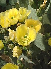 Opuntia rufida01