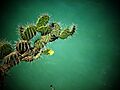 Opuntia wentiana (8609027102)