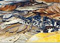 Paleosuchus-trigonatus