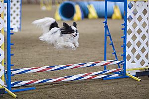 Papillon dog agility jump