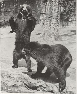 Photo Two bears with glasses 1962 - Touring Club Italiano 2 5127