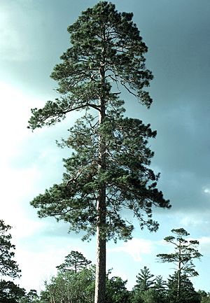 Pinus resinosa Itasca