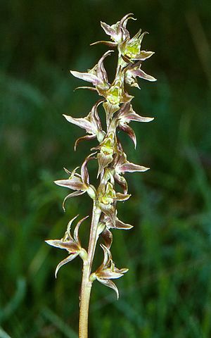 Prasophyllum wilkinsoniorum.jpg