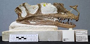 Proceratosaurus holotype skull