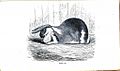 Rabbit - Horn Lop Horn-Lop Lop-Eared Lop Eared - 1862 - London Journal of Horticulture 1024x609