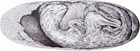 Reconstruction of Beibeilong embryo in ovo.jpg