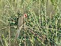 Red-faced Mousebird (Urocolius indicus) (51093554119)