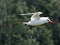 Red-tailed Tropicbird RWD2