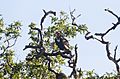 Red headed vulture in Bandipur