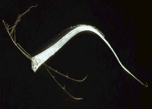 Regalecus glesne juvenile