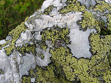 Rhizocarpon geographicum on quartz