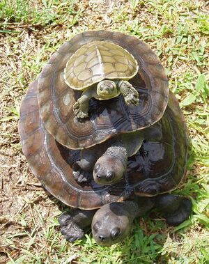 River terrapin