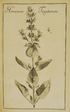 Salvia tingitana Rivinus