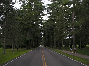 Saratoga State Park Avenue Pines 01Aug2008