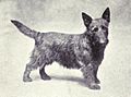 Scottish Terrier from 1915