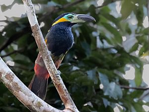 Selenidera reinwardtii langsdorfii - Golden-collared toucanet (male); Careiro, Amazonas, Brazil.jpg