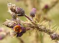 Shetland Bumblebee (Bombus muscorum agricolae) - geograph.org.uk - 951933