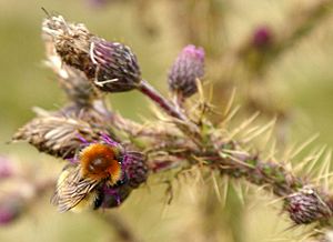 Shetland Bumblebee (Bombus muscorum agricolae) - geograph.org.uk - 951933