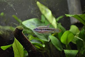 Sparkling Gourami