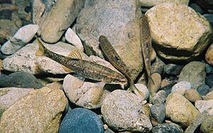 Speckled Dace.jpg