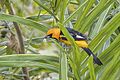 Spot-breasted oriole (Icterus pectoralis pectoralis) Copan 2