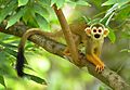 Squirrel monkey in Ubon Zoo,Thailand
