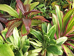 Starr-091020-8437-Cordyline fruticosa-habit-Enchanting Floral Gardens of Kula-Maui (24359734213)