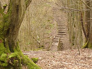 Steps in Glover's Wood - geograph.org.uk - 1752409.jpg