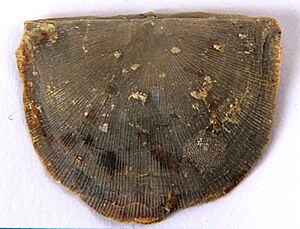 Strophomena costellata brachial