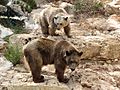 Syrian brown bears 01