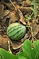 Taiwan 2009 Tainan City Organic Farm Watermelon FRD 7962