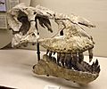 Tarbosaurus holotype skull