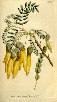 The Botanical Magazine, Plate 167 (Volume 5, 1792)
