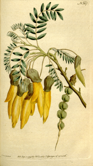 The Botanical Magazine, Plate 167 (Volume 5, 1792)