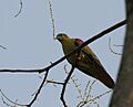Thick-billed Green Pigeon (Treron curvirostra) at Jayanti, Duars, West Bengal W Picture 098