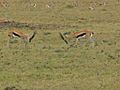 Thompson's Gazelles, squaring off, Serengeti