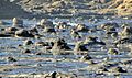 Tocones fósiles de coníferas (Jurásico) - Curio Bay Petrified Forest (Waikawa, South Island, Nueva Zelanda) - 06