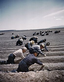 Tule Lake War Relocation Center celery crop workers in 1942 or 1943 - (cropped)