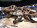 Tyrannosaurus skulls Japan