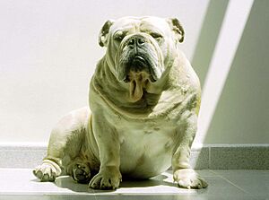 Ungha - English bulldog