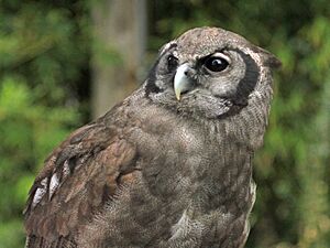 Verreaux's Eagle Owl RWD3