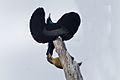 Victoria's Riflebird courtship - Lake Eacham - Queensland S4E8070 (22198704599)