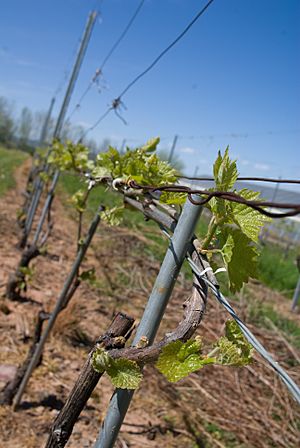 Vine training on poles and wires