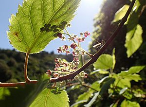 Wineberry-leaf-and-flower
