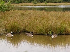 Worgreen Lake, Forest of Dean - geograph.org.uk - 1032287