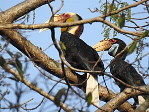 Wreathed Hornbill adult pair