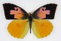 Zerene eurydice m