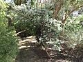 Zieria granulata habit (ANBG)