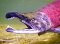 Zombie Fish (Kokanee Salmon) (22583777446)
