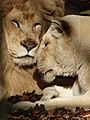 "Makwalo" & "Makalali" couple de lions blancs du ZooParc de Beauval